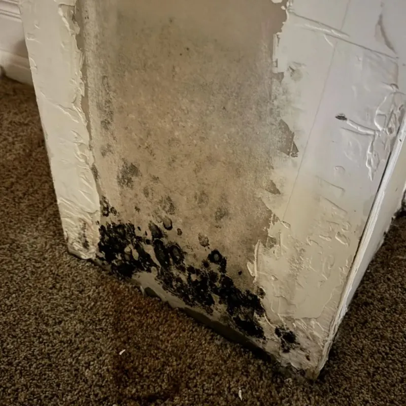 Professional Mold Removal in Brookdale, CA